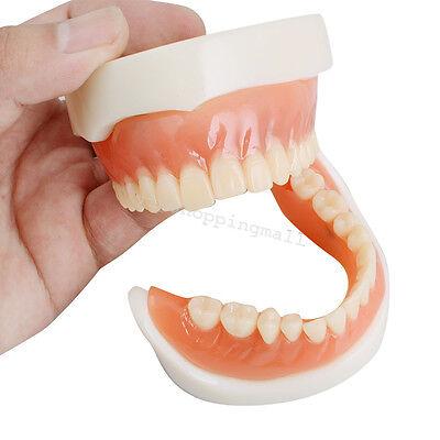 Dental Education with Removable Soft Gum Teeth Model - Perfect for Study, Demonstration and Standard Adult Teaching