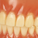 Dental Education with Removable Soft Gum Teeth Model - Perfect for Study, Demonstration and Standard Adult Teaching