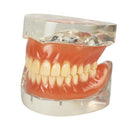 Dental Education with Removable Soft Gum Teeth Model - Perfect for Study, Demonstration and Standard Adult Teaching