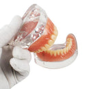 Dental Education with Removable Soft Gum Teeth Model - Perfect for Study, Demonstration and Standard Adult Teaching