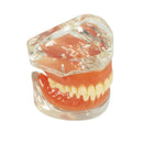 Dental Education with Removable Soft Gum Teeth Model - Perfect for Study, Demonstration and Standard Adult Teaching
