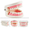 1 Piece Dental Dentist Flesh Pink Gums Standard Teeth Tooth Teach Model