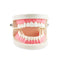 1 Piece Dental Dentist Flesh Pink Gums Standard Teeth Tooth Teach Model