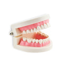 1 Piece Dental Dentist Flesh Pink Gums Standard Teeth Tooth Teach Model