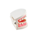 1 Piece Dental Dentist Flesh Pink Gums Standard Teeth Tooth Teach Model