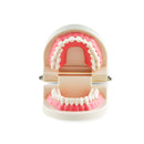 1 Piece Dental Dentist Flesh Pink Gums Standard Teeth Tooth Teach Model