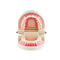 1 Piece Dental Dentist Flesh Pink Gums Standard Teeth Tooth Teach Model