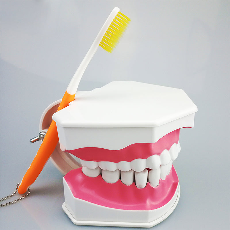 1 pc Dental Teeth Model with Toothbrush with Removable Teeth