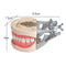 Model Dental Universal Plate 200H Type Removable Teeth