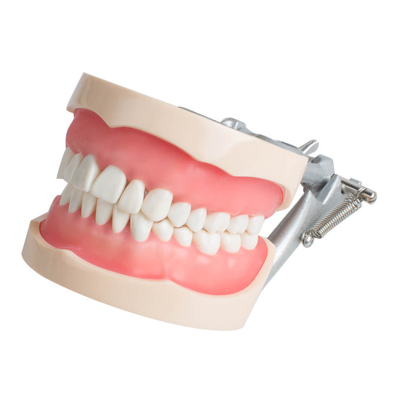 Model Dental Universal Plate 200H Type Removable Teeth