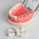 Model Dental Universal Plate 200H Type Removable Teeth