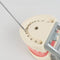 Dental Teach Study Adult Standard Typodont Demonstration Model Teeth