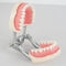 Dental Teach Study Adult Standard Typodont Demonstration Model Teeth