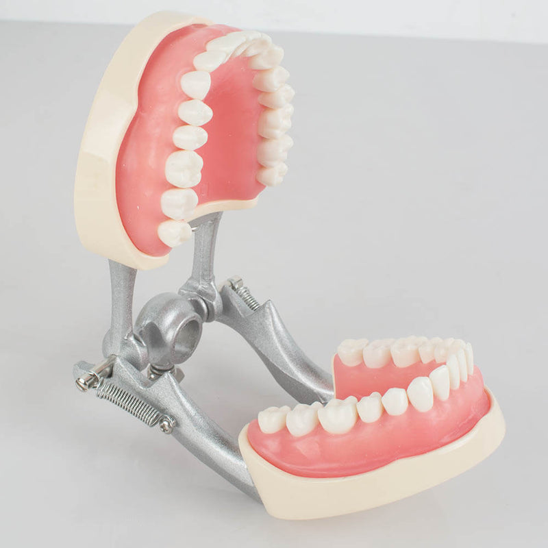 Dental Teach Study Adult Standard Typodont Demonstration Model Teeth