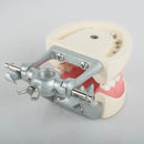Dental Teach Study Adult Standard Typodont Demonstration Model Teeth