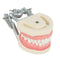 Dental Teach Study Adult Standard Typodont Demonstration Model Teeth