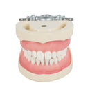 Dental Teach Study Adult Standard Typodont Demonstration Model Teeth