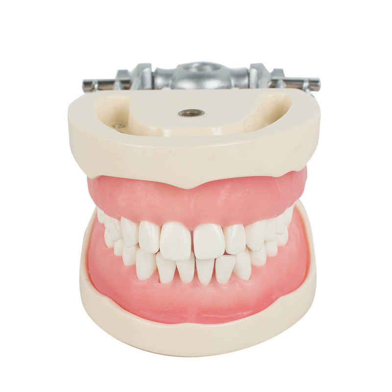 Dental Teach Study Adult Standard Typodont Demonstration Model Teeth