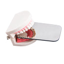 Dental Intraoral Orthodontic Photographic Glass Mirror