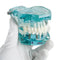 Dental Study Tooth Transparent Adult Pathological Teeth Model