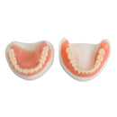 Dental Teach Study Adult Standard Demonstration Model Teeth