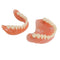 Dental Teach Study Adult Standard Demonstration Model Teeth