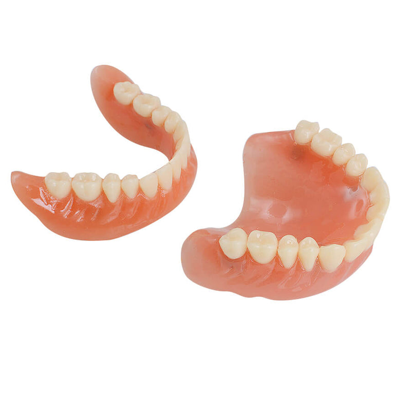Dental Teach Study Adult Standard Demonstration Model Teeth