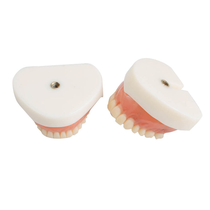 Dental Teach Study Adult Standard Demonstration Model Teeth