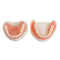 Dental Teach Study Adult Standard Demonstration Model Teeth