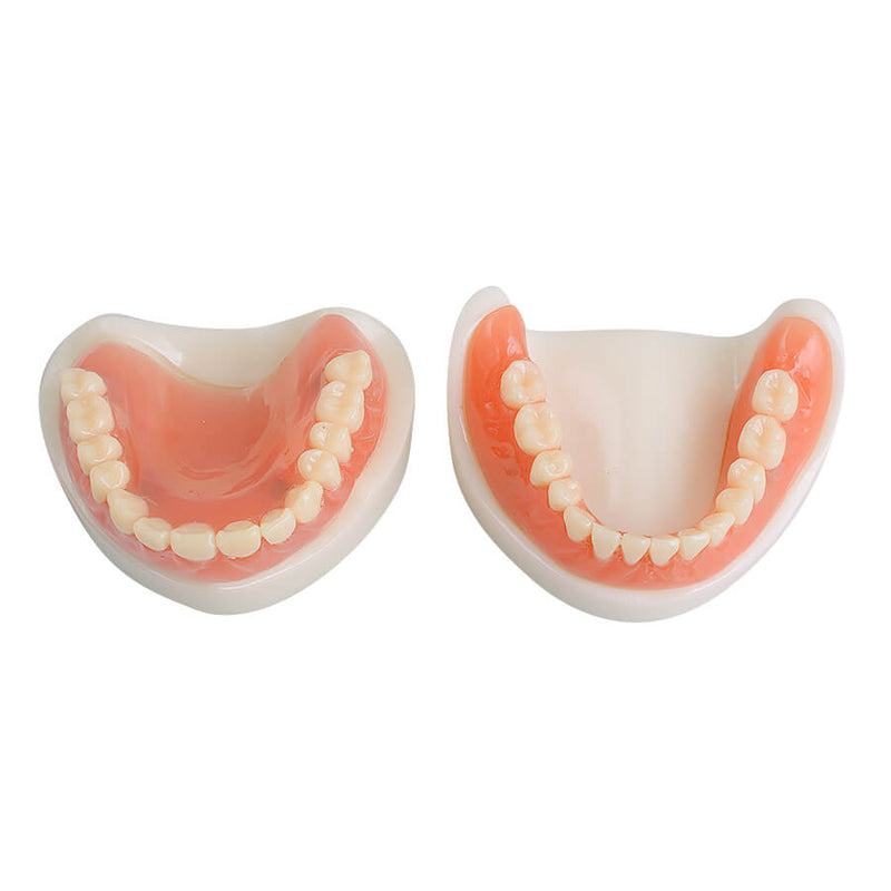 Dental Teach Study Adult Standard Demonstration Model Teeth