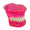 Dental Teeth Model Teach Study Oral Implant Restoration & Pathology