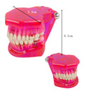 Dental Teeth Model Teach Study Oral Implant Restoration & Pathology