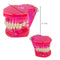 Dental Teeth Model Teach Study Oral Implant Restoration & Pathology