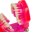 Dental Teeth Model Teach Study Oral Implant Restoration & Pathology