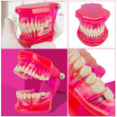 Dental Teeth Model Teach Study Oral Implant Restoration & Pathology