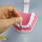 1 pc Dental Teeth Model with Toothbrush with Removable Teeth