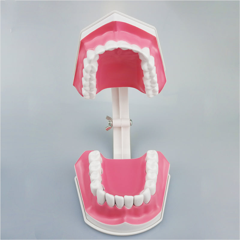 1 pc Dental Teeth Model with Toothbrush with Removable Teeth