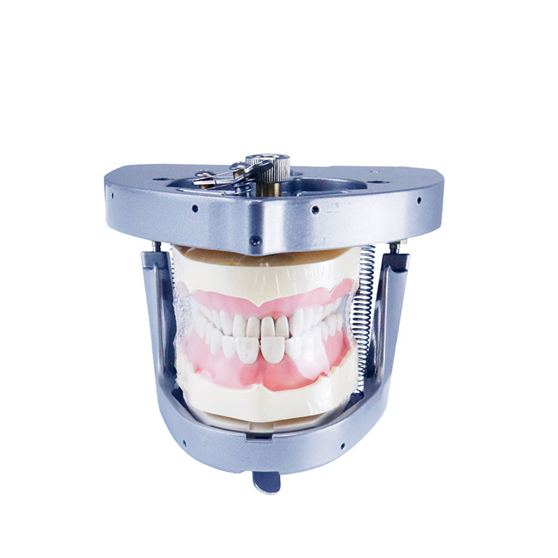 Dental Simulator Manikin Head Model