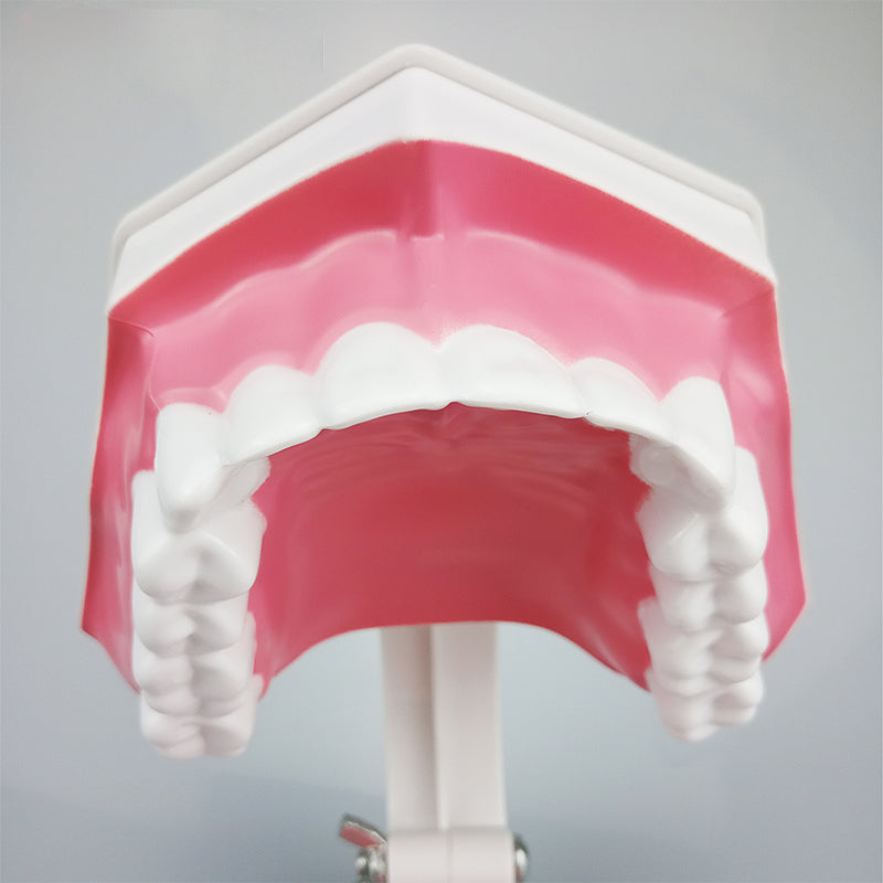 1 pc Dental Teeth Model with Toothbrush with Removable Teeth