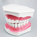 1 pc Dental Teeth Model with Toothbrush with Removable Teeth