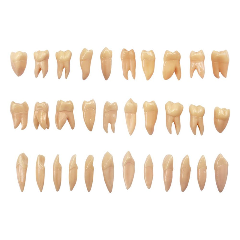 Three-dimensional Isolated Tooth Teaching Model
