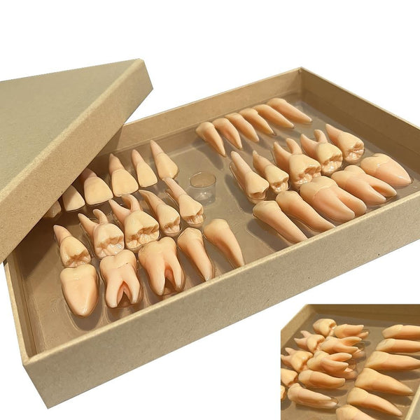 Three-dimensional Isolated Tooth Teaching Model