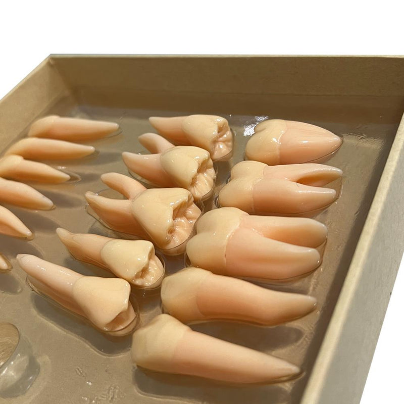 Three-dimensional Isolated Tooth Teaching Model