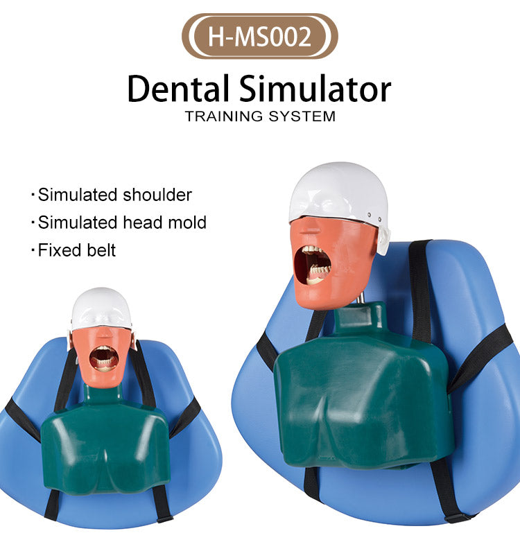 Dental Simulator Manikin Head Model