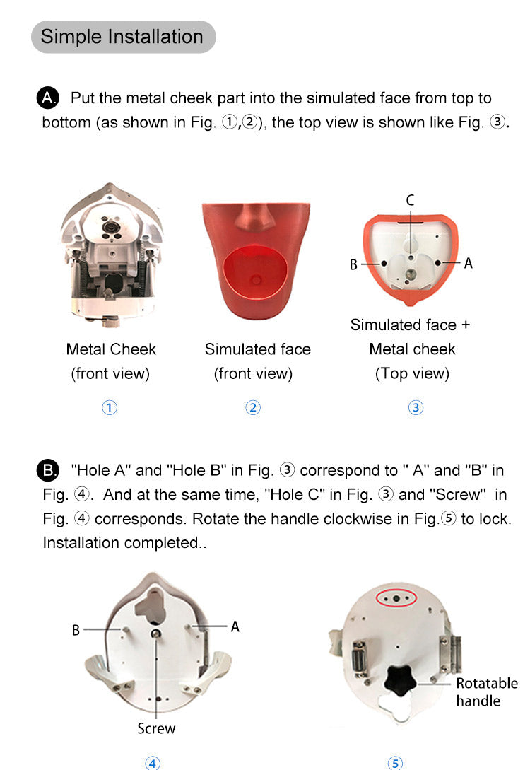 Dental Simulator Manikin Head Model