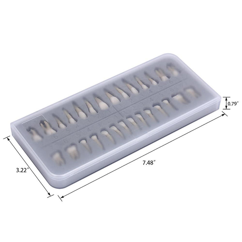1: 1 28PCS Dental Implant Teeth Demonstration Teach Study Model