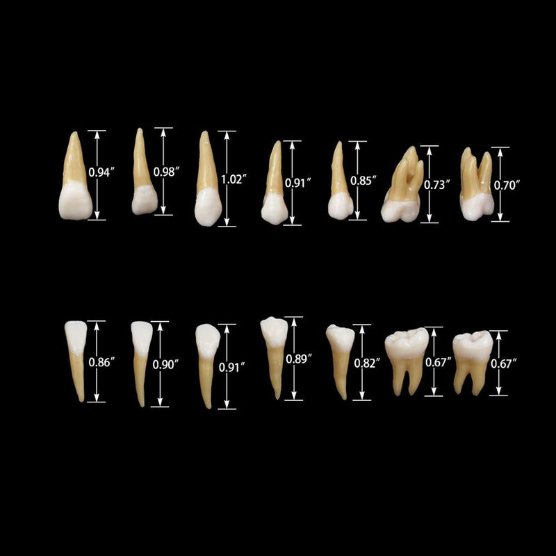 1: 1 28PCS Dental Implant Teeth Demonstration Teach Study Model