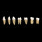 1: 1 28PCS Dental Implant Teeth Demonstration Teach Study Model