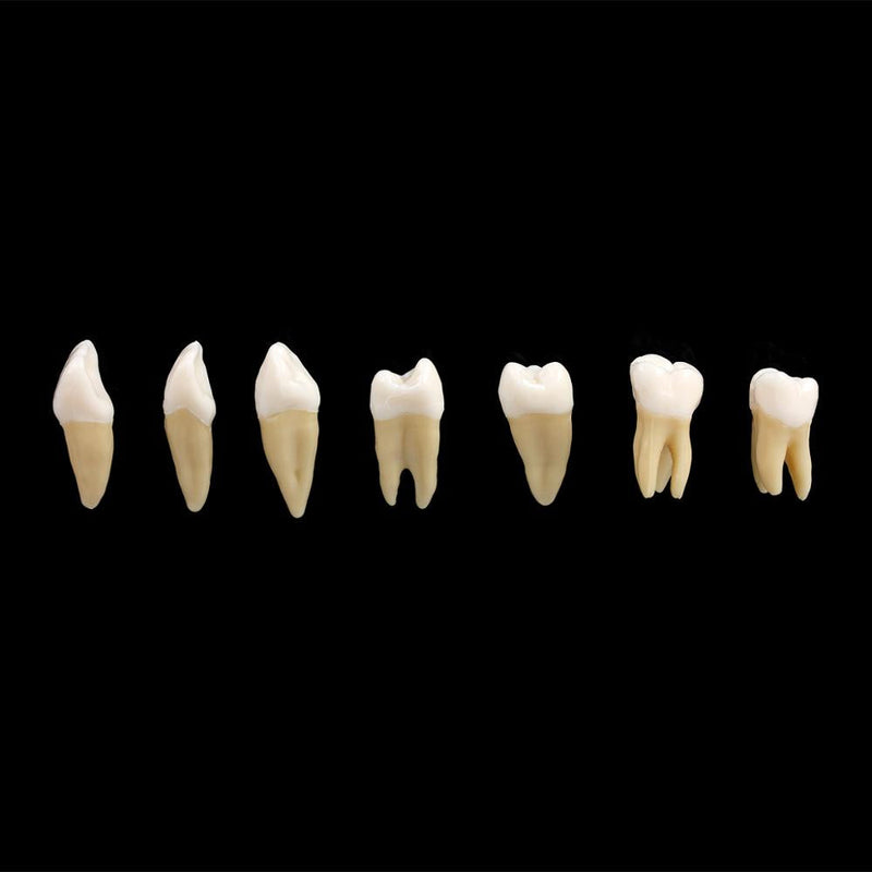 1: 1 28PCS Dental Implant Teeth Demonstration Teach Study Model