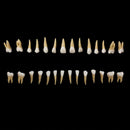 1: 1 28PCS Dental Implant Teeth Demonstration Teach Study Model